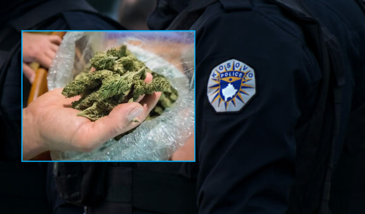 Aksion policor në Kaçanik: Sekuestrohen tetë bimë kanabisi