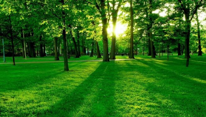 Kjo është nuanca e të gjelbrës në vitin 2026