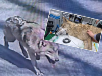 E zunë pas nëntë ditësh ujkun që u arratisur nga kopshti zoologjik në Korenë e Jugut