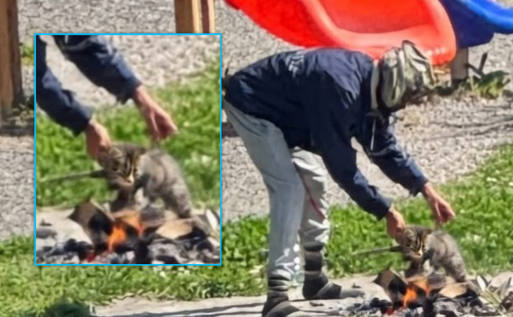 Tentoi të piqte në helli dhe ta gatuante macen, arrestohet emigranti në Itali