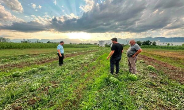 ‘Rreth 90% e sipërfaqeve të mbjella u dëmtuan nga breshëri i fuqishëm që goditi dje Istogun’